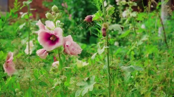 Malva Flores Dia Ensolarado Verão — Vídeo de Stock