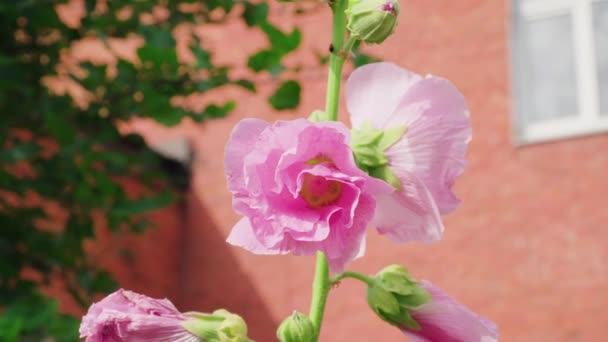 Güneşli Bir Yaz Gününde Mallow Çiçekleri — Stok video