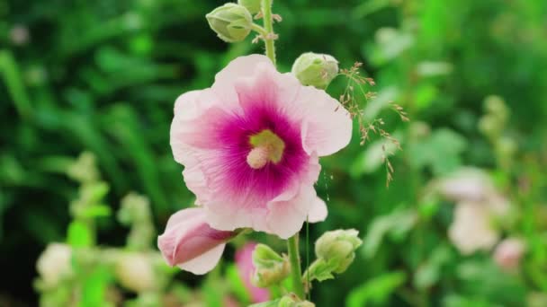 Bumblebees Pollinate Mallow Flowers Summer Day — Stock Video