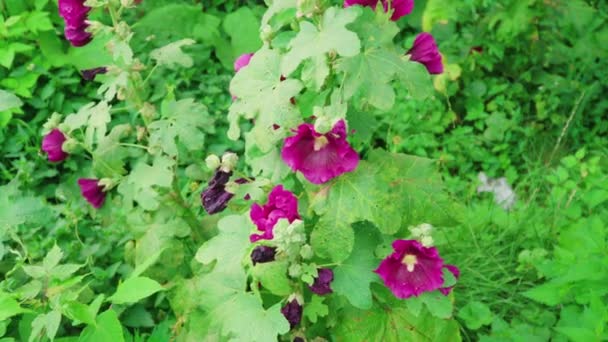 Bumblebees polinizam flores de malva em um dia de verão — Vídeo de Stock