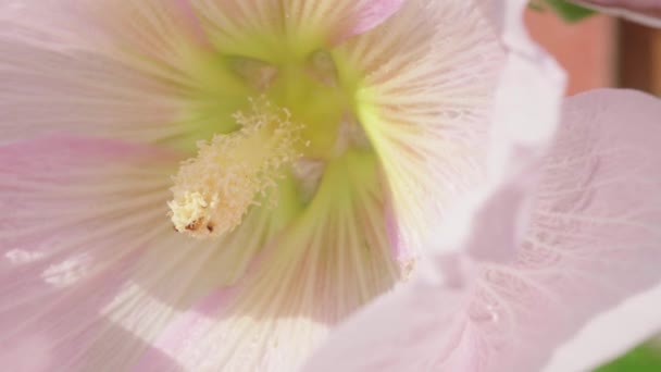 Los abejorros polinizan las flores de malva en un día de verano — Vídeos de Stock