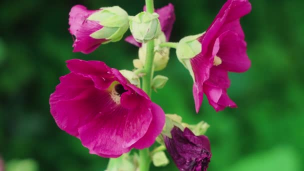 Los Abejorros Polinizan Las Flores Malva Día Verano — Vídeos de Stock