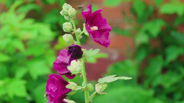 Bumblebees Polinizam Flores Malva Dia Verão — Vídeo de Stock