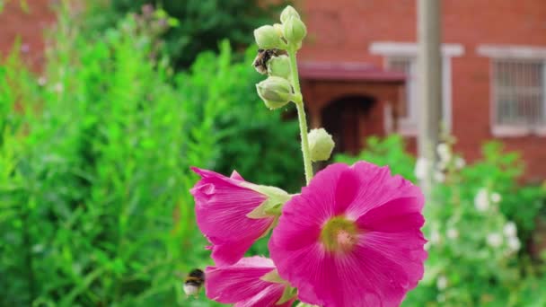 Αμυγδαλωτά Λουλούδια Μολόχας Των Μελισσών Μια Καλοκαιρινή Μέρα — Αρχείο Βίντεο