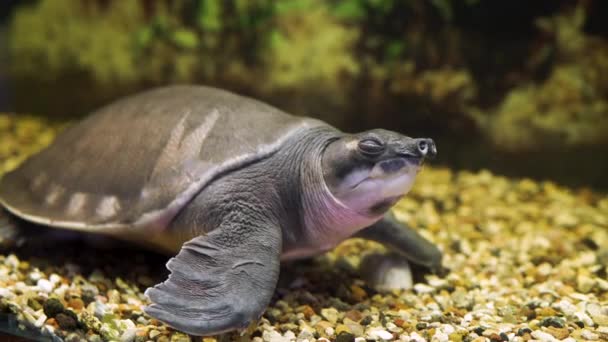 Sladkovodní želva čínská trionix v akváriu — Stock video