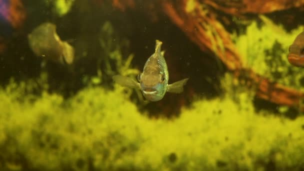 Akvaryumdaki dekoratif egzotik balıklar — Stok video