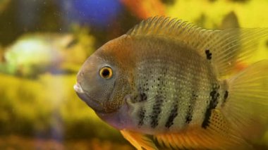 Akvaryumdaki dekoratif egzotik balıklar