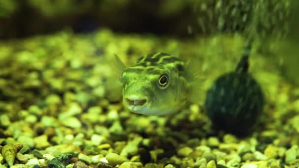 Декоративные экзотические рыбы в аквариуме — стоковое видео