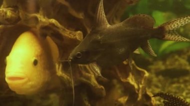 Akvaryumdaki dekoratif egzotik balıklar