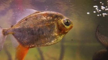 Akvaryumdaki dekoratif egzotik balıklar