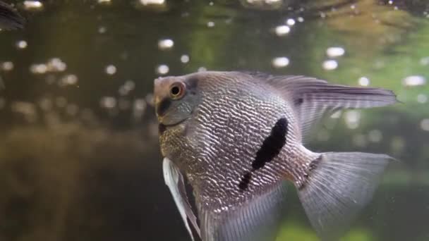 Peixe exótico decorativo no aquário — Vídeo de Stock