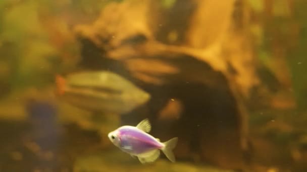 Peces exóticos decorativos en el acuario — Vídeos de Stock