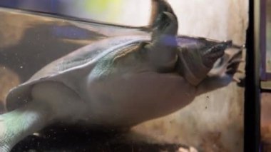 Akvaryumdaki tatlı su kaplumbağası Çin Trionix 'i