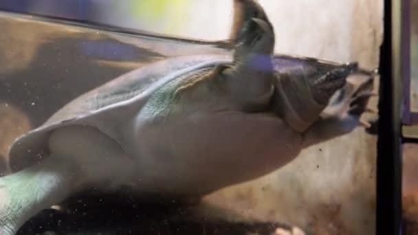 Zoetwaterschildpad Chinese trionix in het aquarium — Stockvideo