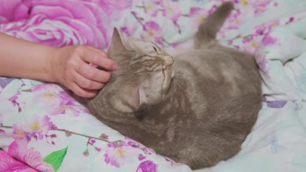 Γυναίκα Χαϊδεύει Σκωτσέζικη Γάτα Της Ξαπλωμένη Στο Κρεβάτι — Αρχείο Βίντεο
