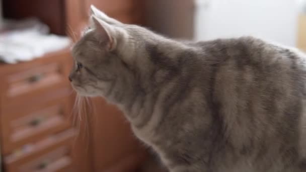 Gato Escocés Está Esperando Ser Alimentado — Vídeos de Stock