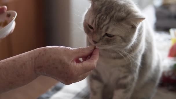Μια Ηλικιωμένη Γυναίκα Ταΐζει Μια Σκωτσέζικη Γάτα Χέρια Της — Αρχείο Βίντεο