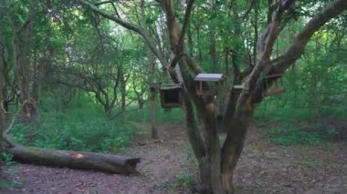 Kuşlar ormandaki ağaçlara tutunur.