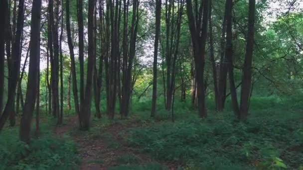 森林ストック動画 ロイヤリティフリー森林動画 Depositphotos