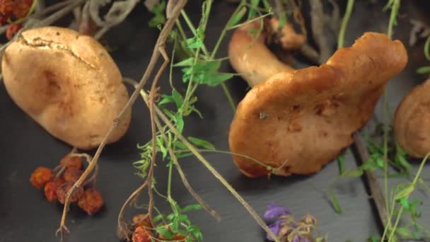 Cogumelos da floresta, grama seca e folhas e cachos de cinza de montanha. — Vídeo de Stock