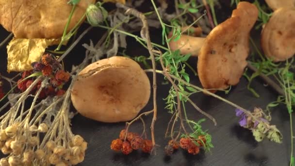 Лесные грибы, сушеная трава и листья и сгустки горного пепла. — стоковое видео