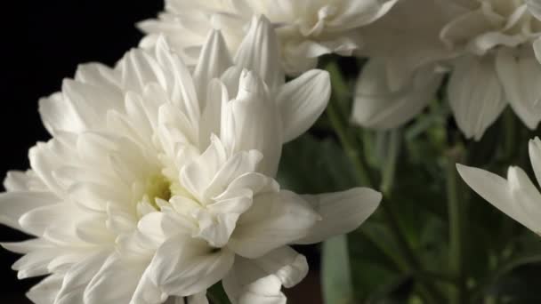 Chrysanthèmes Blancs Gros Plan Sur Fond Noir — Video