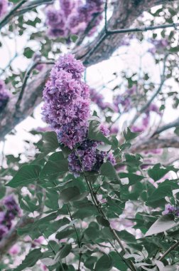 Güzel bahçe çiçekleri. güzel bahar arka plan. Yakın çekim