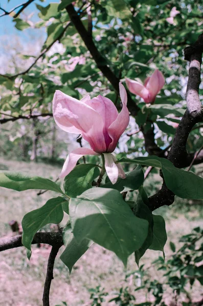 Magnolis δέντρο magnolia λουλούδια. όμορφο λουλούδι άνοιξη — Φωτογραφία Αρχείου