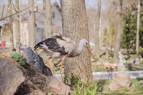 Voksen stork i sitt naturlige habitat. Naturlig bakgrunn – stockfoto