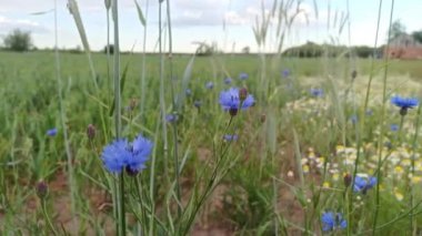 Sahada mavi çiçekler. Güzel arkaplan