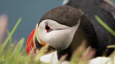 Puffin, uçurumda. İzlanda yaz