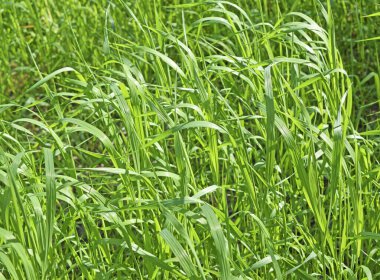 Güneşli bir günde uzun yapraklı yeşil çimenlerin güzel arka planı