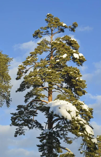 A lone beautiful tall pine tree with snow on the branches of a blue background