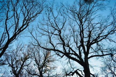  Ağaçların, dalların, kuşların ve yuvaların siyah siluetleri mavi sonbahar gökyüzüne karşı