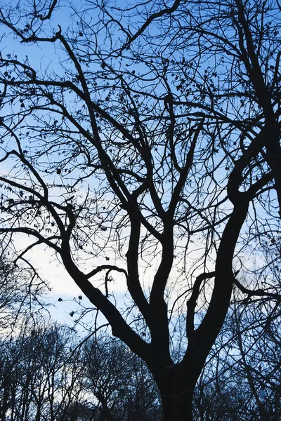 Schöne Abendsilhouette Eines Baumes Mit Ästen Vor Dem Blauen Herbsthimmel — Stockfoto