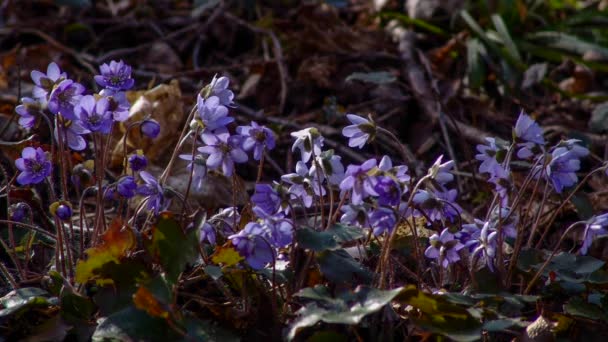 Timelapse Τον Ήλιο Και Την Άνοιξη Λουλούδια — Αρχείο Βίντεο