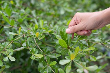 Ağaçtan Fildişi sahili badem yaprağına dokunan kadının eli
