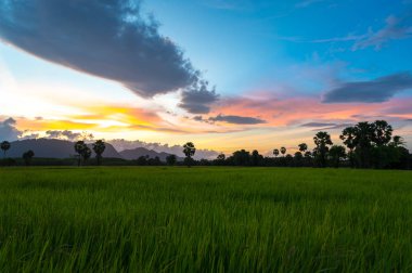 Güney Tayland pirinç tarlası manzara üzerinde Sunset gökyüzü.