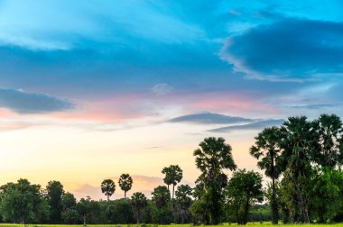 Pirinç tarlasında palmiye ağacı üzerinde güzel günbatımı gökyüzü