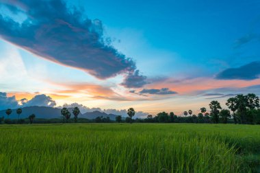 Güney Tayland pirinç tarlası manzara üzerinde Sunset gökyüzü.