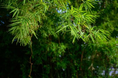 Yeşil bambu doğada kalır.