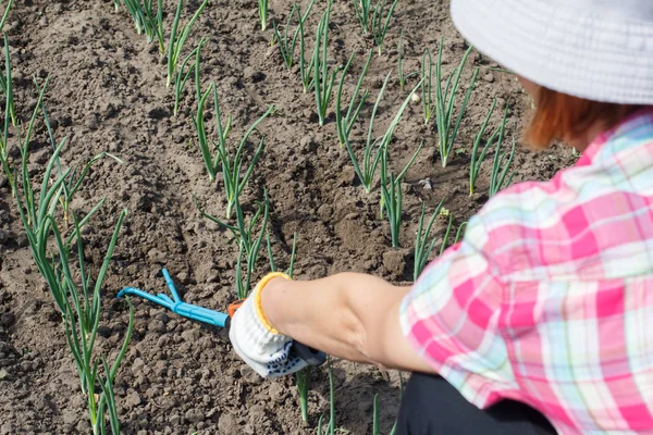 Gärtnerin Kariertem Hemd Und Hut Lockert Mit Einer Kleinen Gartenharke — Stockfoto