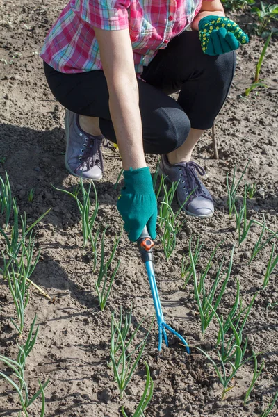 Female gardener in green gloves is loosening soil around green onions using small hand garden rake