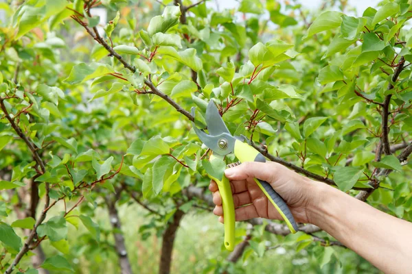 Kadın çiftçi Bahçe sonra görünüyor. Meyve ağaçları budama ilkbahar. Budayıcı kadınla kayısı ağacı ipuçları makası
