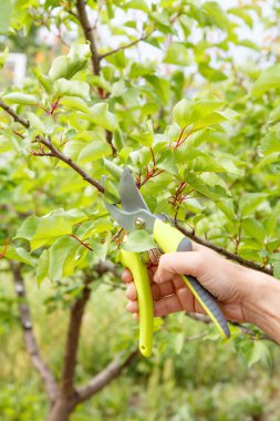 Kadın bahçıvan Bahçe sonra görünüyor. Meyve ağaçları budama ilkbahar. Budayıcı kadınla kayısı ağacı ipuçları makası
