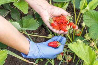 Bahçıvan yatağa taze kırmızı olgun çilek toplama ve onun avuç içinde koydu. Bahçede çilek hasat yaz