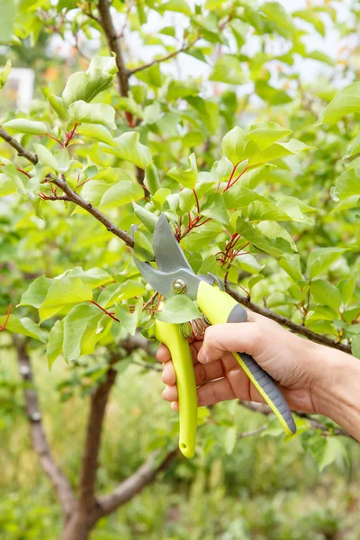 Jardinera Cuida Jardín Poda Primavera Árboles Frutales Mujer Con Podadora — Foto de Stock