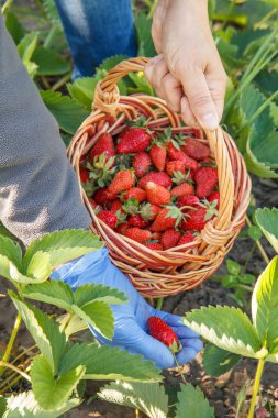 Mavi kauçuk eldiven kadın çiftçi yatağa taze kırmızı olgun çilek toplama ve hasır sepet içinde koydu. Bahçedeki taze çilek hasat yaz