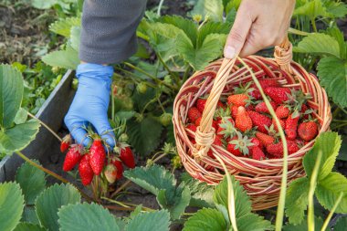 Bahçıvan yatağa taze kırmızı olgun çilek toplama ve hasır sepet içinde koydu. Bahçedeki taze çilek hasat yaz