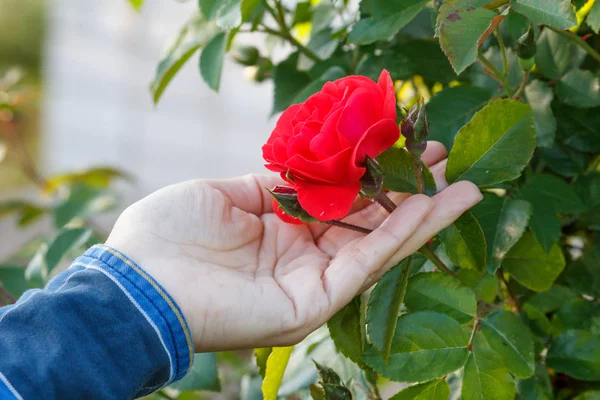 Woman is holding rose flower on the bush with green leaves on the background. Selective focus on the flower. Rose is growing on the bush in the garden